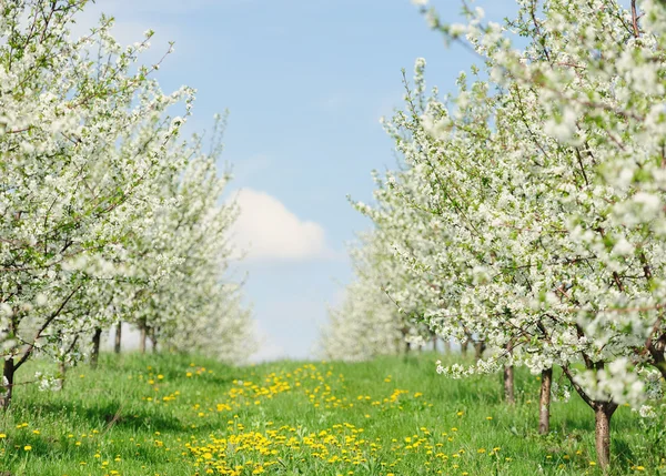 Giardino fiorito con fiore bianco — Foto Stock