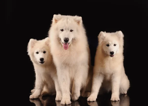 Samoyed σκύλοι που απομονώνονται σε μαύρο φόντο — Φωτογραφία Αρχείου