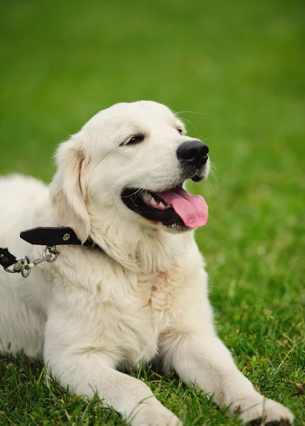 Cão feliz no fundo borrado verde — Fotografia de Stock