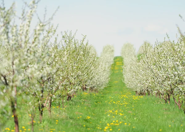 Giardino fiorito con fiore bianco — Foto Stock