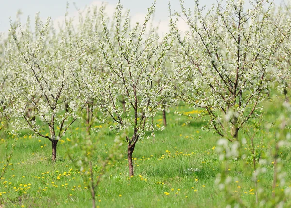 Jardín floreciente con flor blanca — Foto de Stock