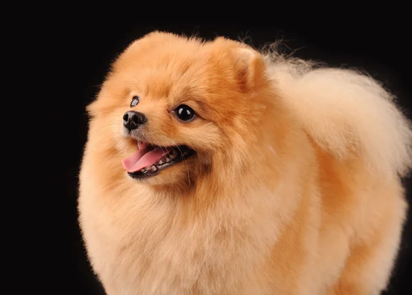 Pequeno cão isolado sobre fundo preto — Fotografia de Stock