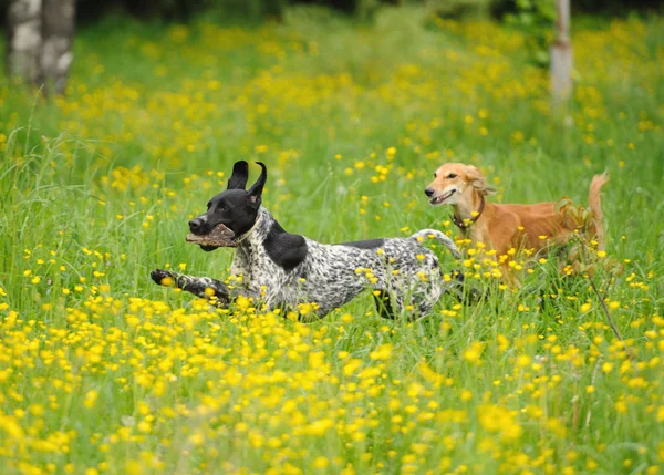 Happy honden loopt door een weiland met boterbloemen — Stockfoto
