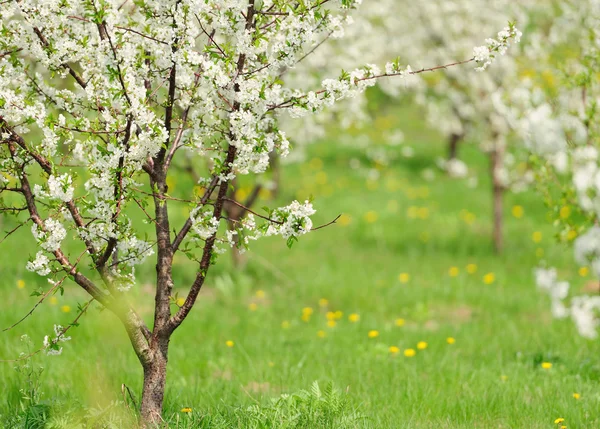 Giardino fiorito con fiore bianco — Foto Stock