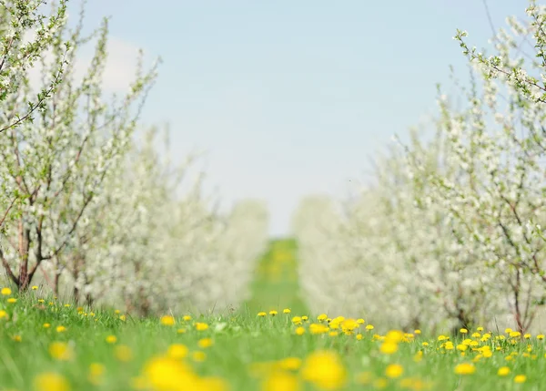 Blommande trädgård med vit Blom — Stockfoto