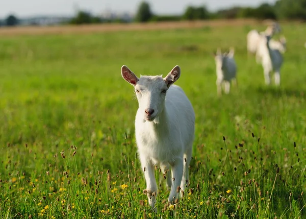 Goatling na zelené trávě — Stock fotografie