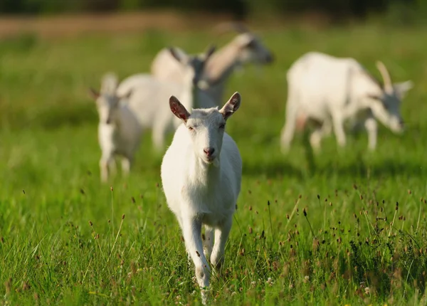 Auf dem grünen Gras — Stockfoto