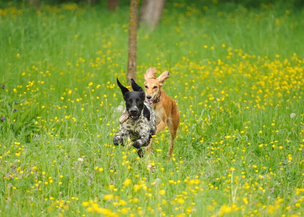 Happy dogs running through a meadow with buttercups — Stock Photo, Image