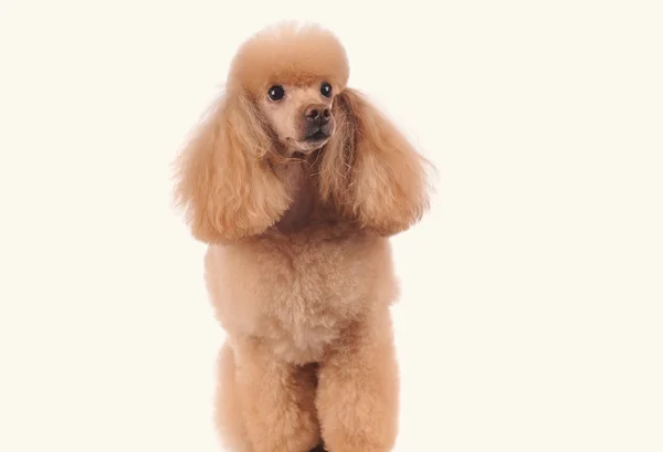 Pequeno cão isolado sobre fundo branco — Fotografia de Stock