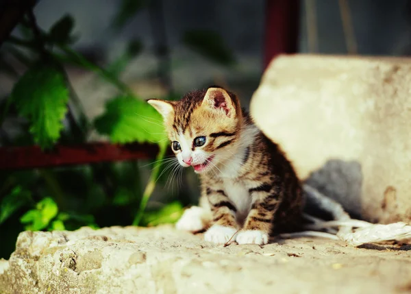 Gatinho lindo com olhos azuis — Fotografia de Stock