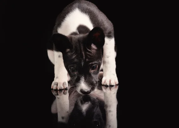 Basenji hundvalp isolerade över svart bakgrund — Stockfoto