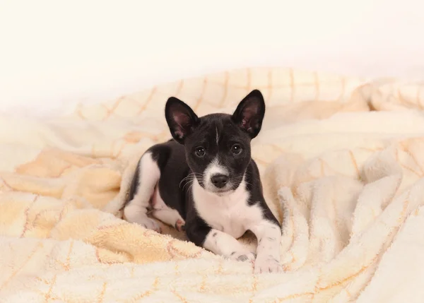 灰色の背景上のバセニー犬の子犬 — ストック写真