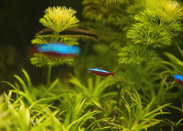 büyük balık çeşitli sualtı resimle