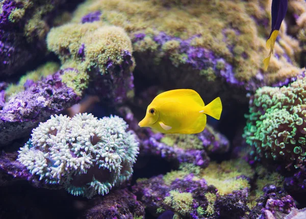 Imagen submarina con gran variedad de peces —  Fotos de Stock