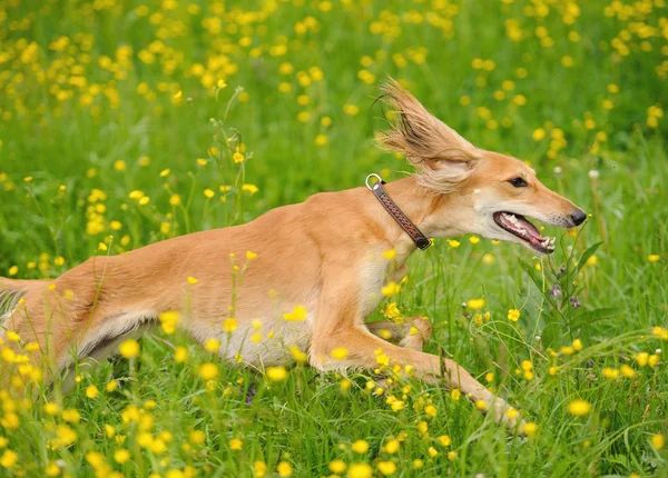 Счастливая собака бежит по лугу с лютиками — стоковое фото