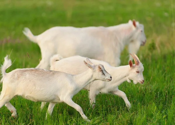 Op het groene gras — Stockfoto