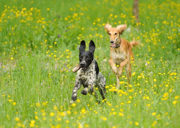 Happy dogs, běh přes louku s blatouchy — Stock fotografie