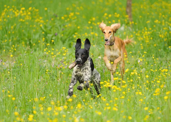 Mutlu köpek ile bir çayır düğünçiçekleri ile çalışan — Stok fotoğraf