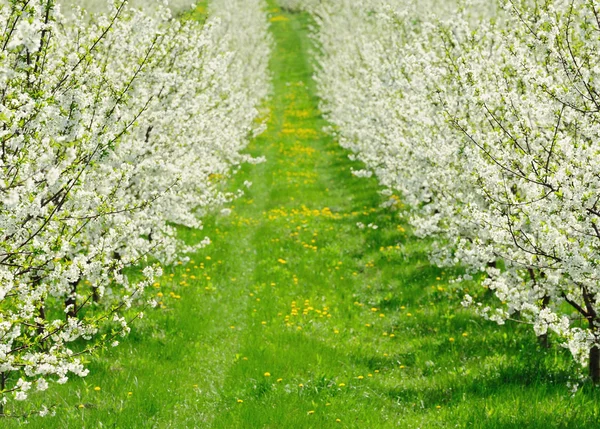 Giardino fiorito con fiore bianco — Foto Stock