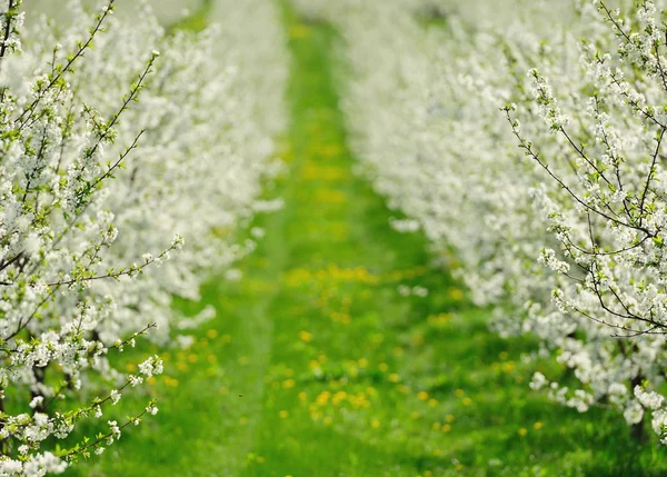 Giardino fiorito con fiore bianco — Foto Stock