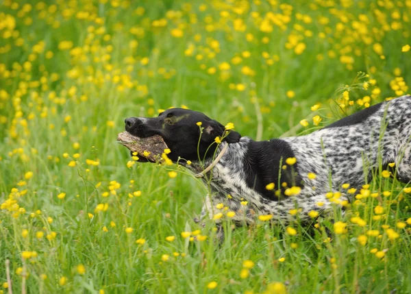 Happy dog running through a meadow with buttercups — Stock Photo, Image