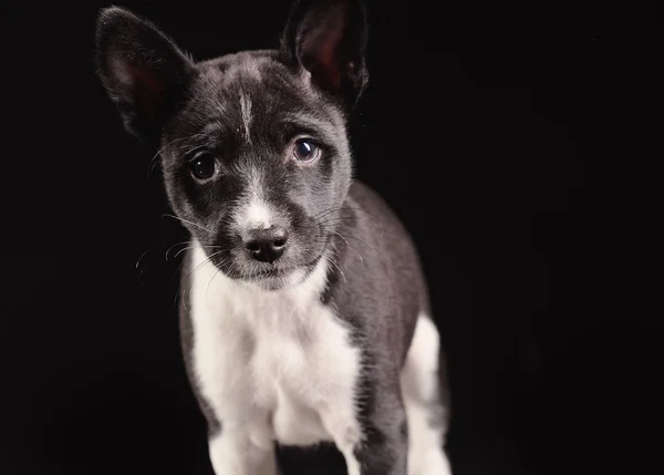 Siyah arka plan üzerinde izole alçaklık köpek yavrusu — Stok fotoğraf