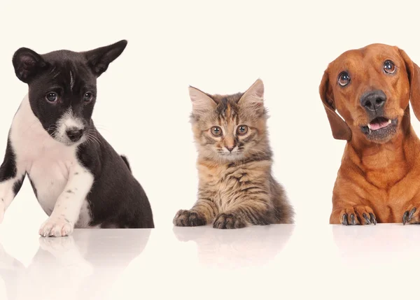 Cão e gato acima banner branco olhando para a câmera — Fotografia de Stock