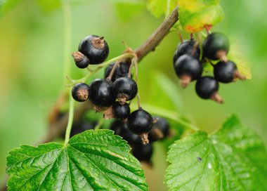 yeşil yaprakları ile bankta Frenk üzümü