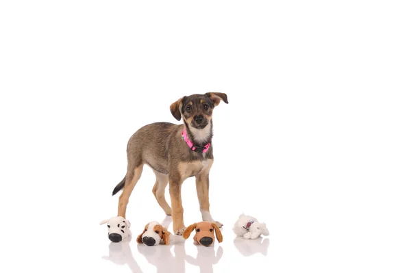 Funny dog in the studio — Stock Photo, Image