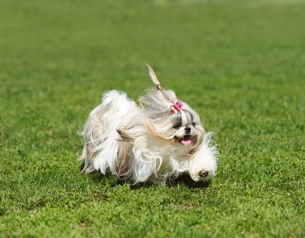 Собака біжить на зеленій траві — стокове фото