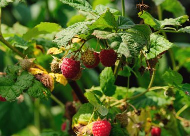 Ahududu yeşil yaprakları ile bankta