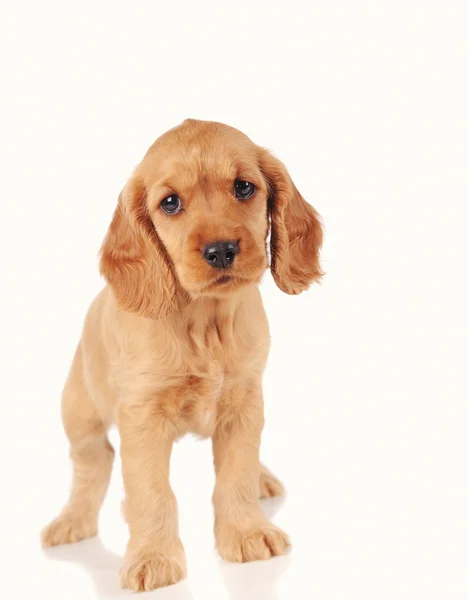 Cão cachorrinho triste — Fotografia de Stock