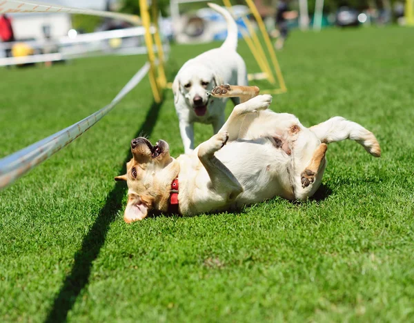 Perros playfull en hierba verde — Foto de Stock