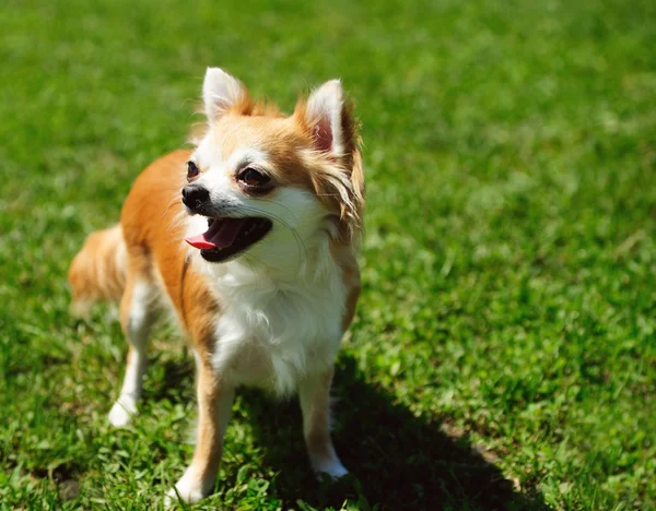 Hond op groen gras — Stockfoto