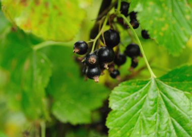 yeşil yaprakları ile bankta Frenk üzümü