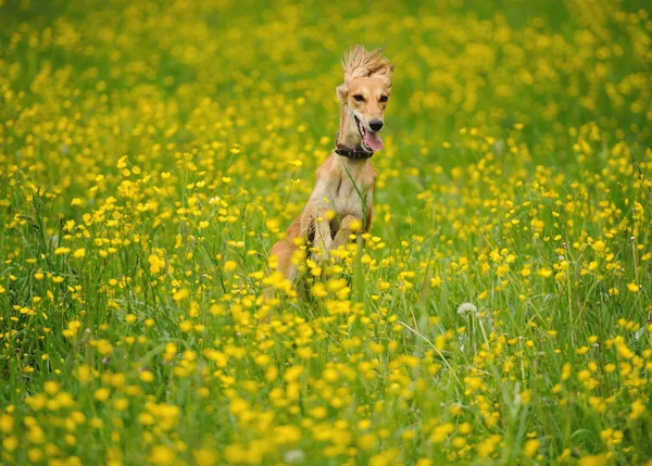 Gelukkige hond loopt door een weiland met boterbloemen — Stockfoto