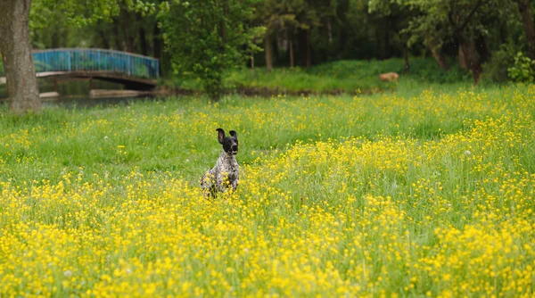 Gelukkige hond loopt door een weiland met boterbloemen — Stockfoto