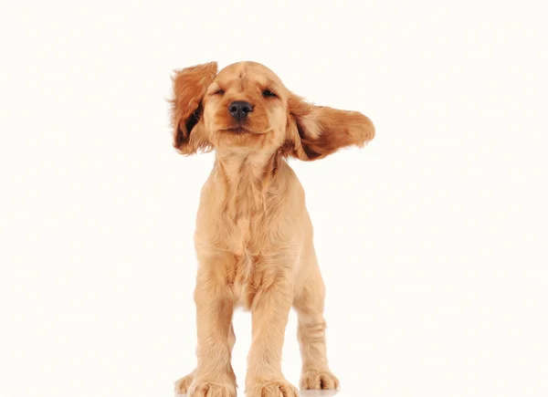 Cachorro feliz perro — Foto de Stock