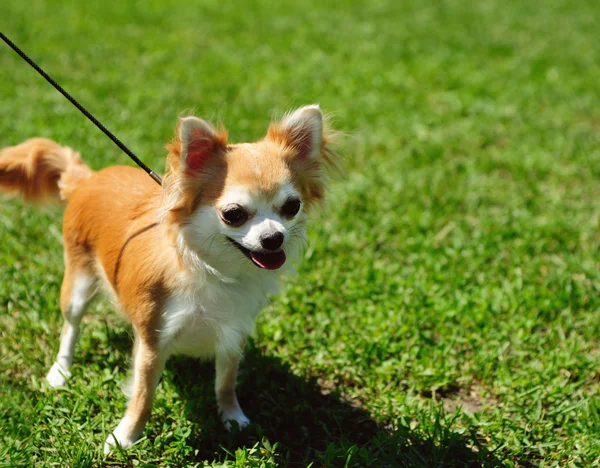 Dog on green grass — Stock Photo, Image