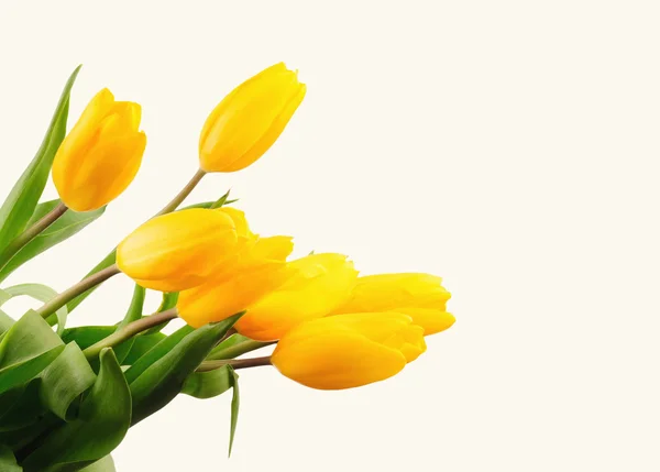 Hermoso ramo de tulipanes amarillos sobre un fondo blanco — Foto de Stock
