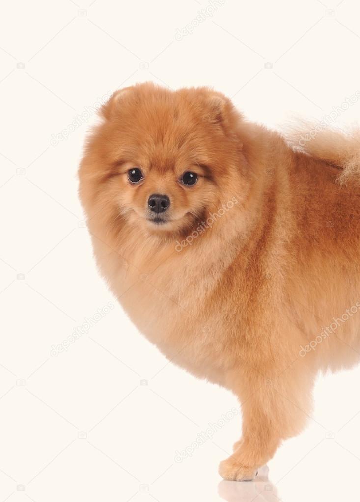 Petit Chien Isolé Sur Fond Blanc Photographie Artman