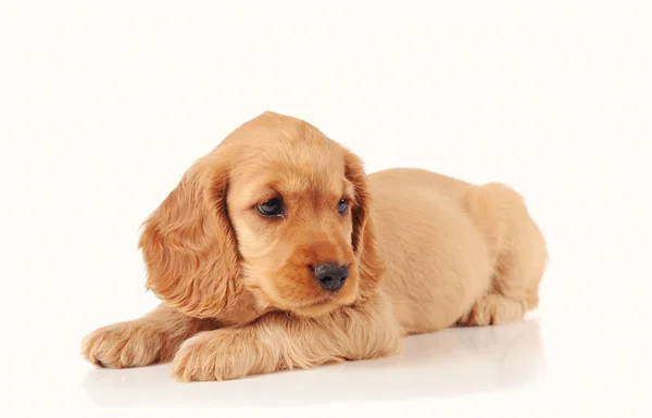 Perro cachorro triste — Foto de Stock