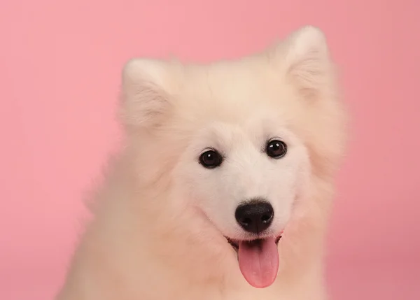 Samoyedo perro aislado en rosa fondo — Foto de Stock