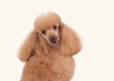 Beyaz arka plan üzerinde izole küçük köpek