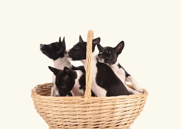 Psi štěně Basenji v košíku izolovaných na bílém pozadí — Stock fotografie