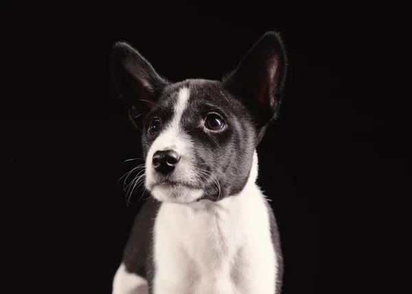 Basenji hundvalp isolerade över svart bakgrund — Stockfoto