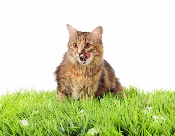 Cat on green grass — Stock Photo, Image