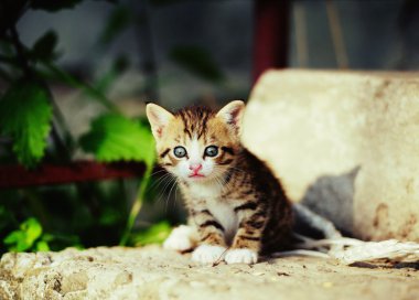 mavi gözlü güzel pisi