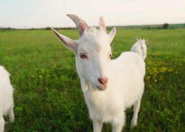 goatling yeşil çimenlerin üzerinde