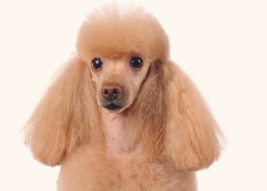 Beyaz arka plan üzerinde izole küçük köpek